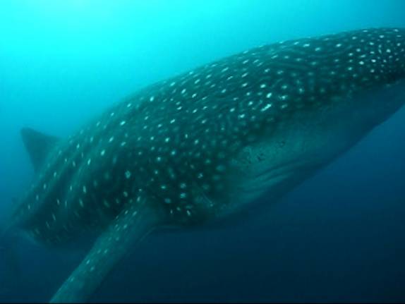 O maravilhoso e gigantesco tubarão-baleia, na Isla Wolf, em Galápagos (foto retirada do vídeo de Friso Hoekstra)